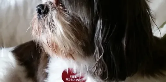 beardedcollie