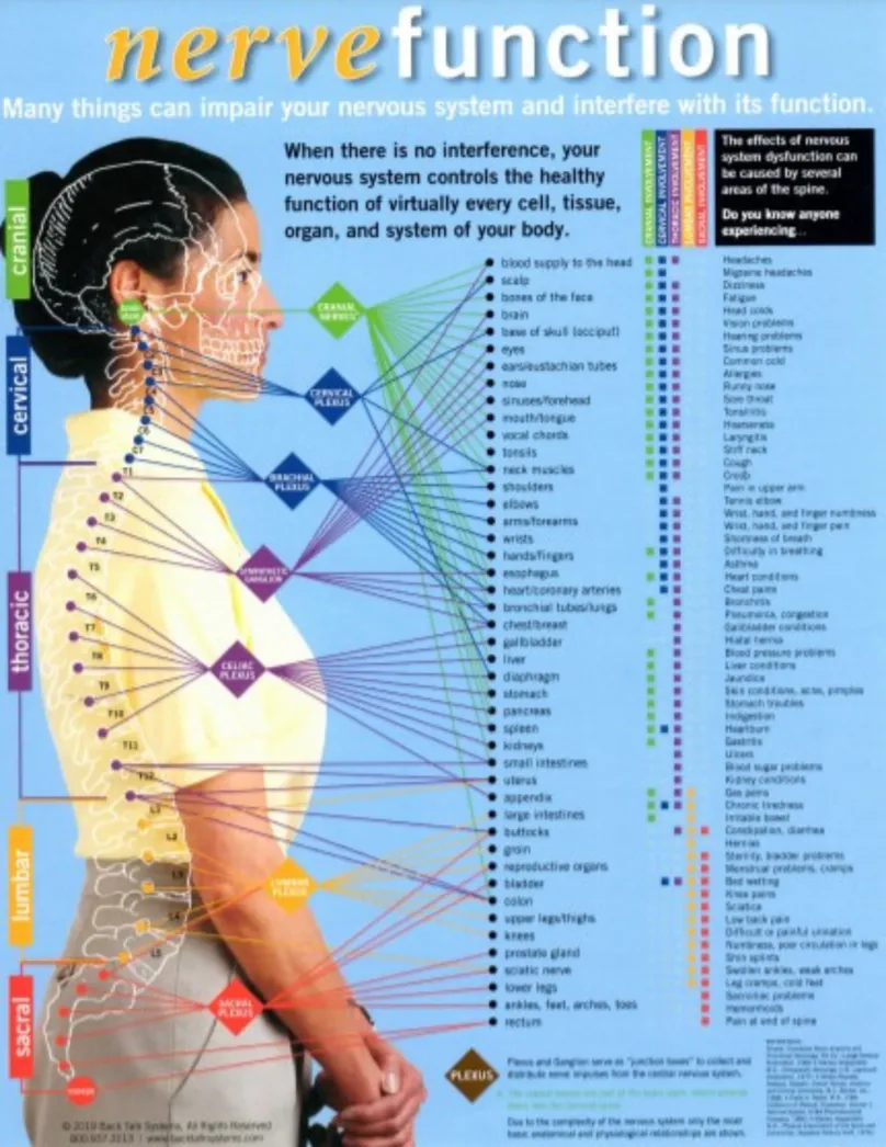 Nerve Chart