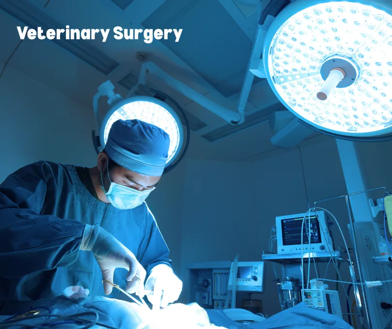 Veterinary surgery