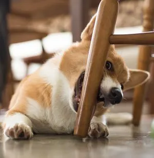 Dog chewing on the leg of a chair