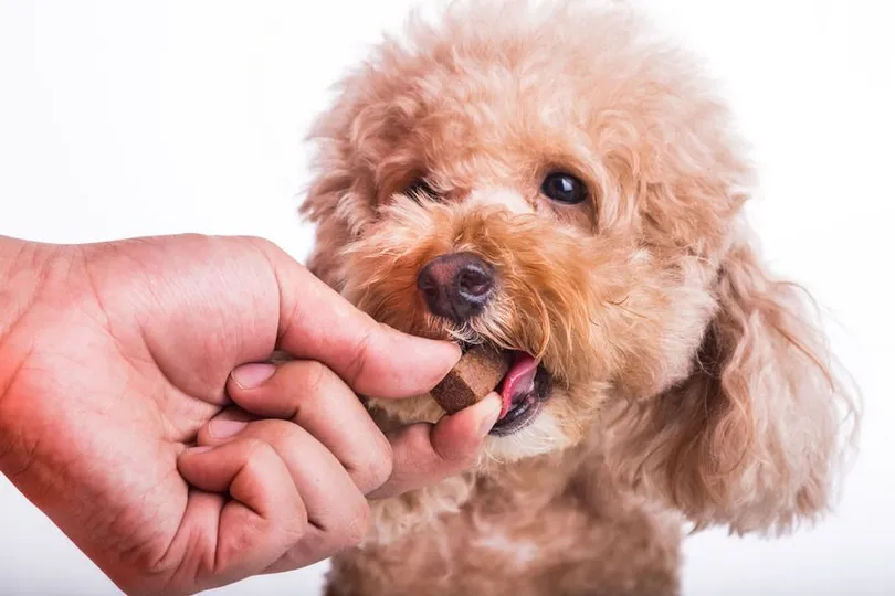 Heartworm Prevention