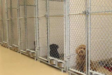 Kennel