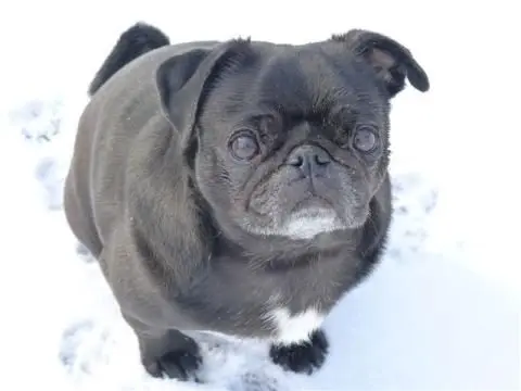 manhattan mobile vet pet