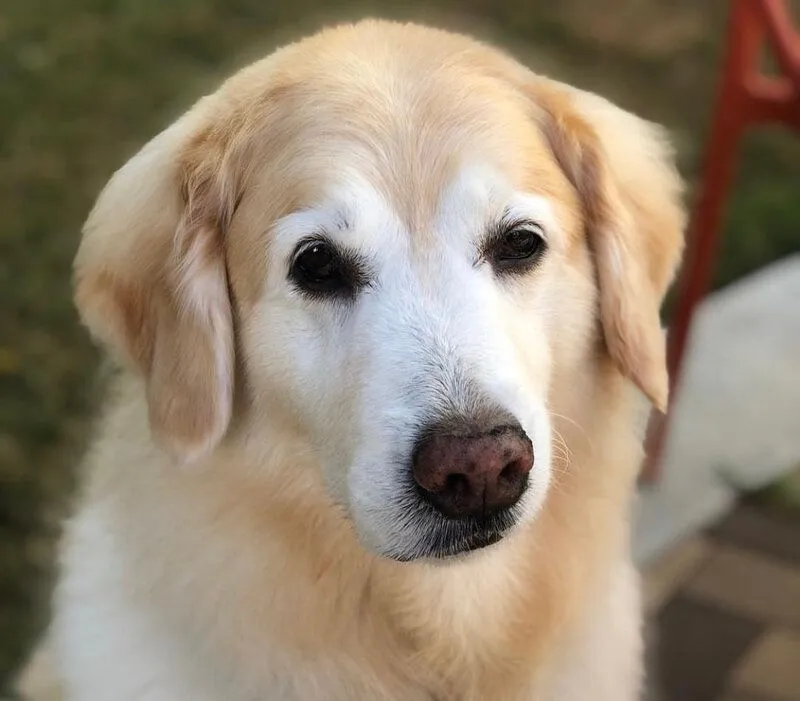 photo of golden retriever