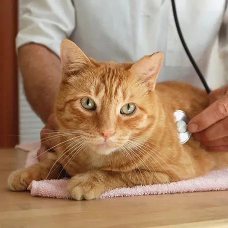 cat with a vet