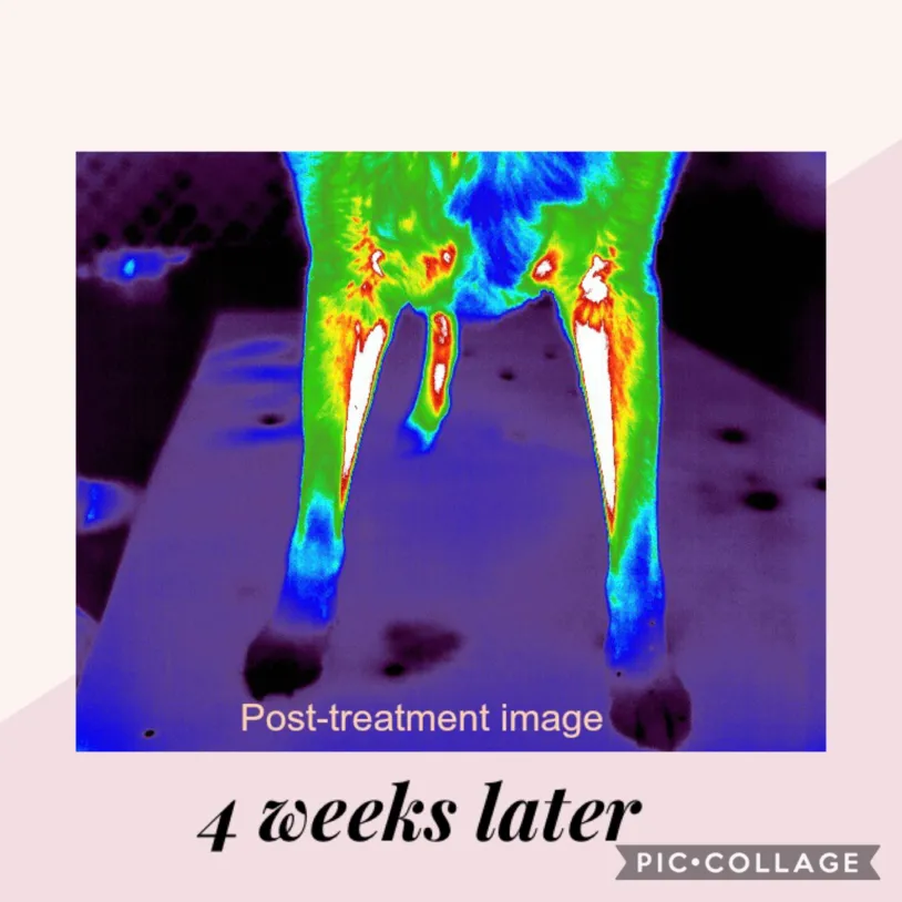 Thermal imaging for dogs