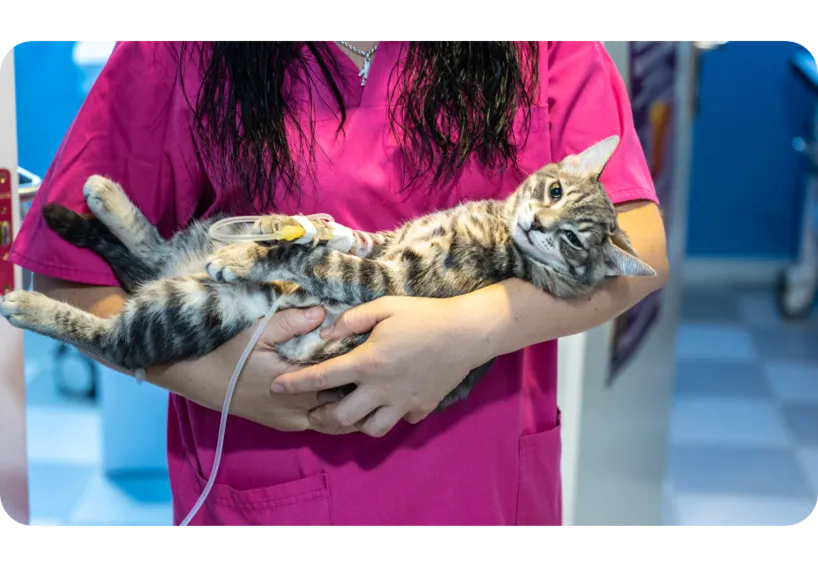 Sick cat at Danada Veterinary Hospital 