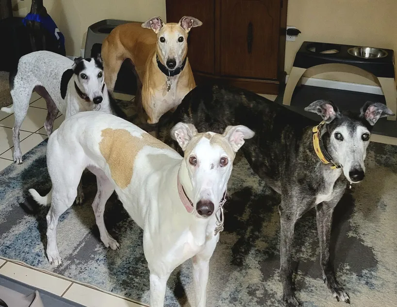  Bill, Game , Hymn & View Finder 