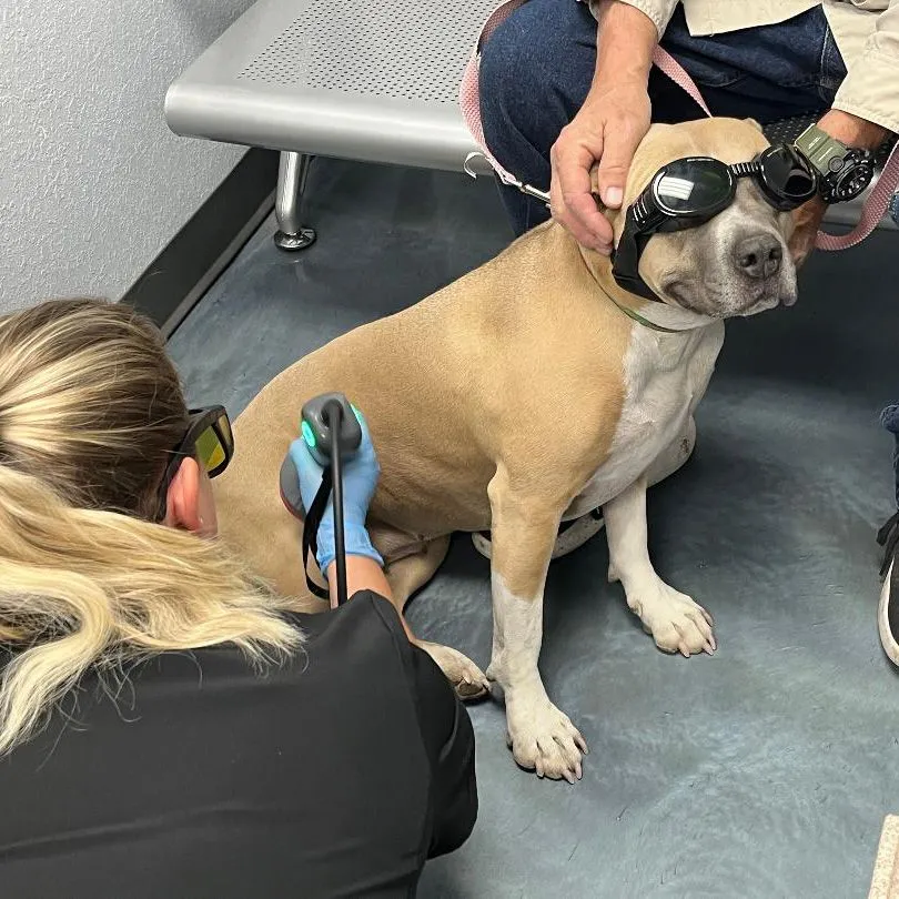 Laser Therapy on Wiggles wearing Doggles