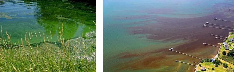 Photo of Blue Green Algae from CDC Website