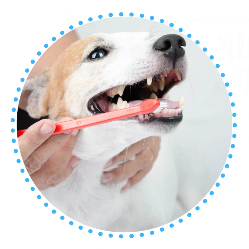 Pet Dental Care