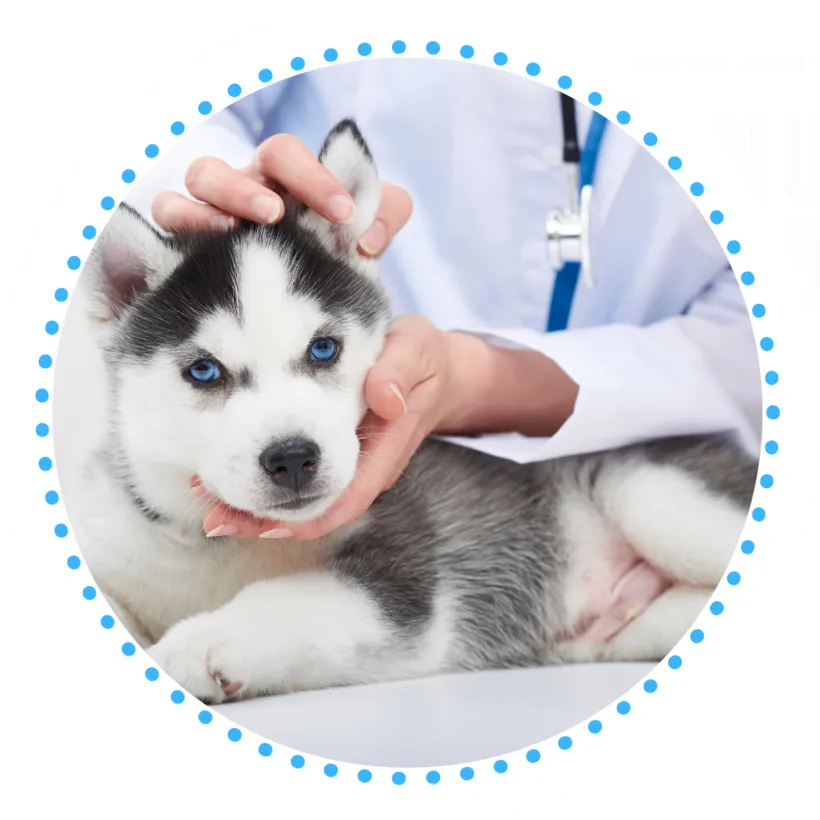 Preventative Pet Care Charlotte NC