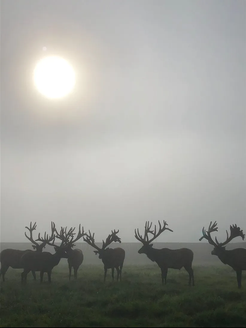 Elk