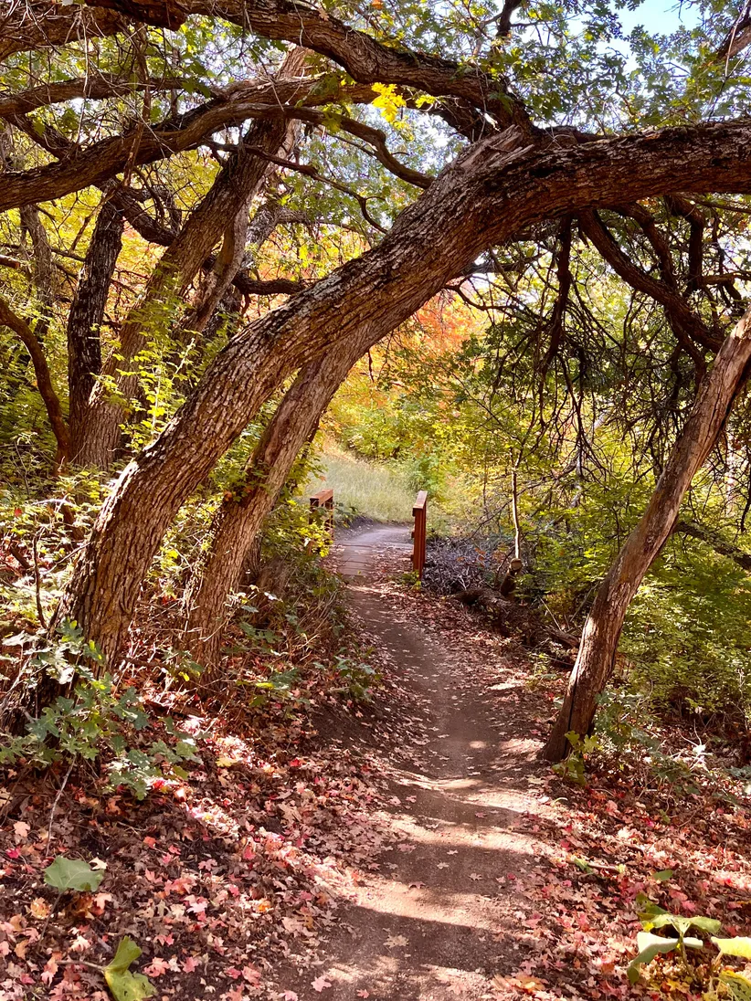 Walk and Talk Therapy