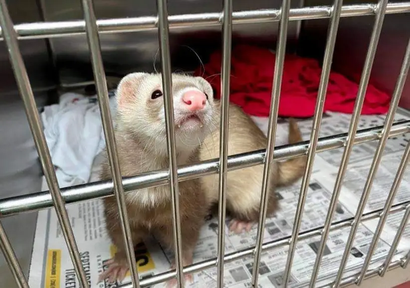 ferrit 