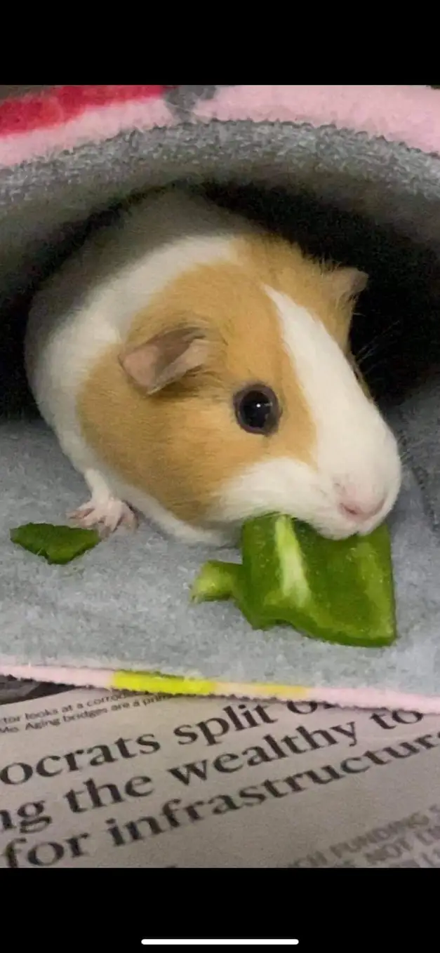  guinea pig