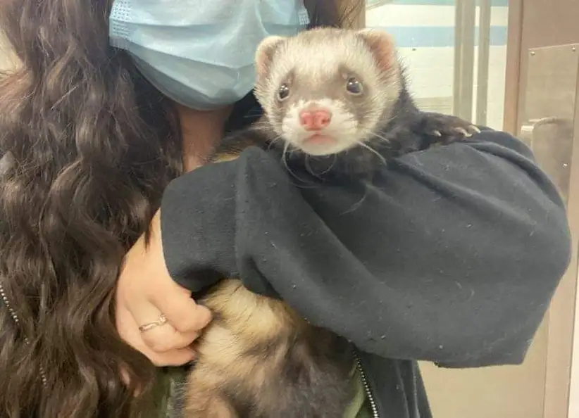 ferret 