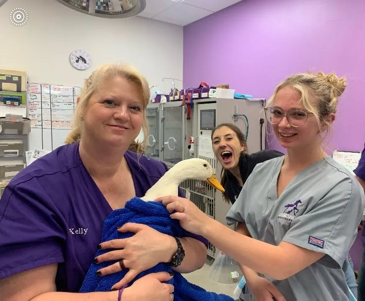 veterinary
