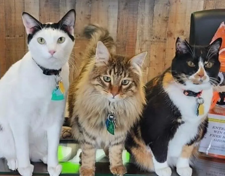 animals
