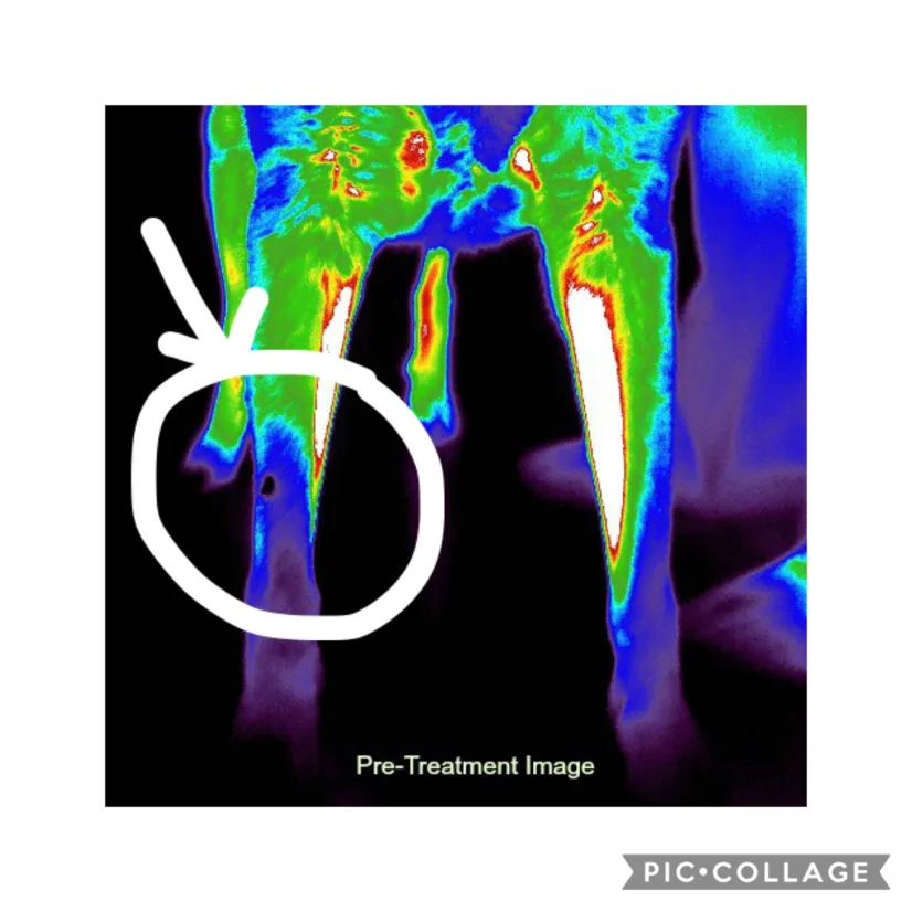 Digatherm-Thermal imaging for dogs