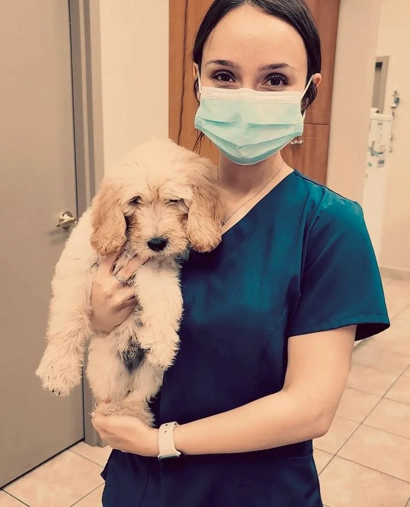 Young female Vet technician in blue scrub top holding a blond Doodle breed dog.