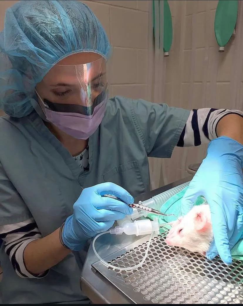 dental prophylactic ferret