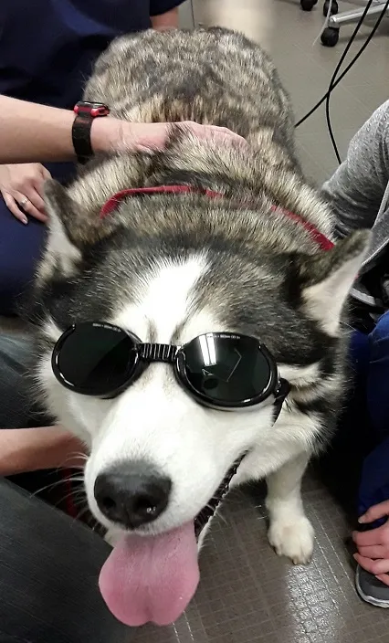 Laser Husky