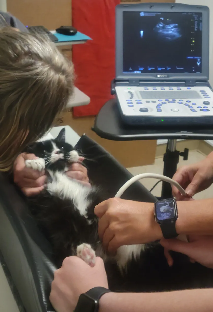 Ultrasound Imaging of a feline patient.