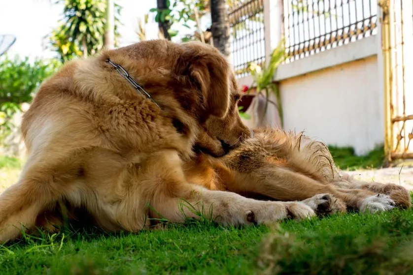 A dog bitting his leg