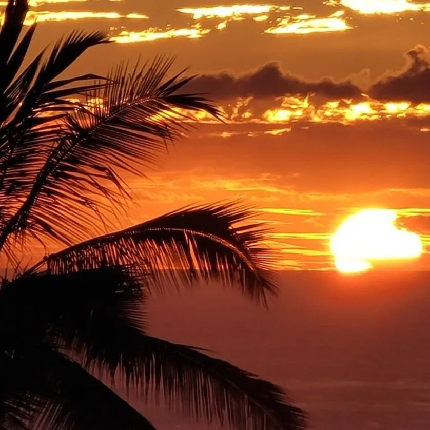 Sunset on water with palm tree