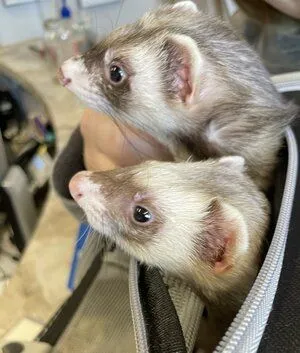 Ferrets