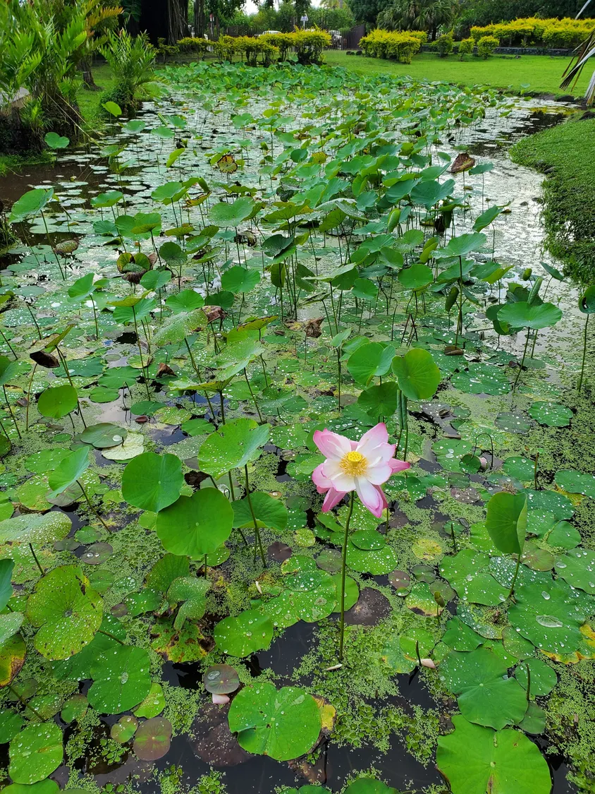 lily pads