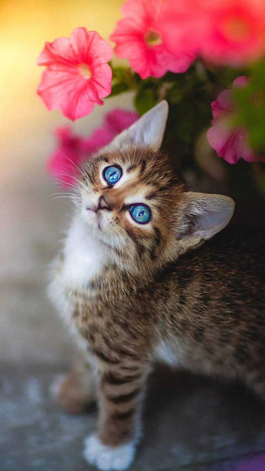 blue eyed kitten