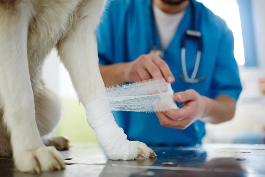 Veterinarian wrapping bandage around dogs leg