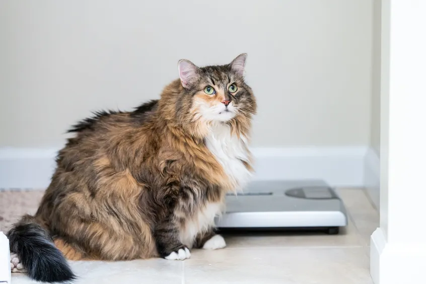 Weight Loss for Cats