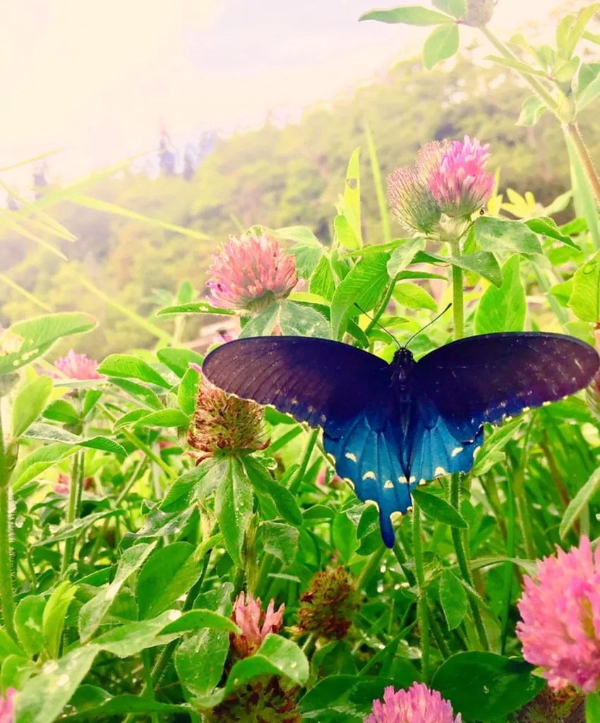 smaller butterfly