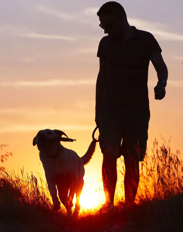 man's best friend at sunset