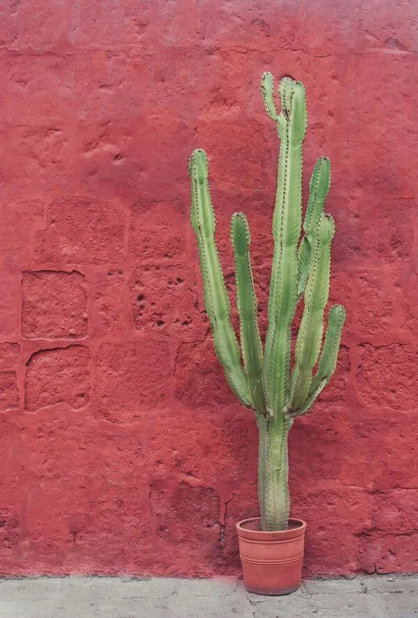 cactus in front of a pink wall