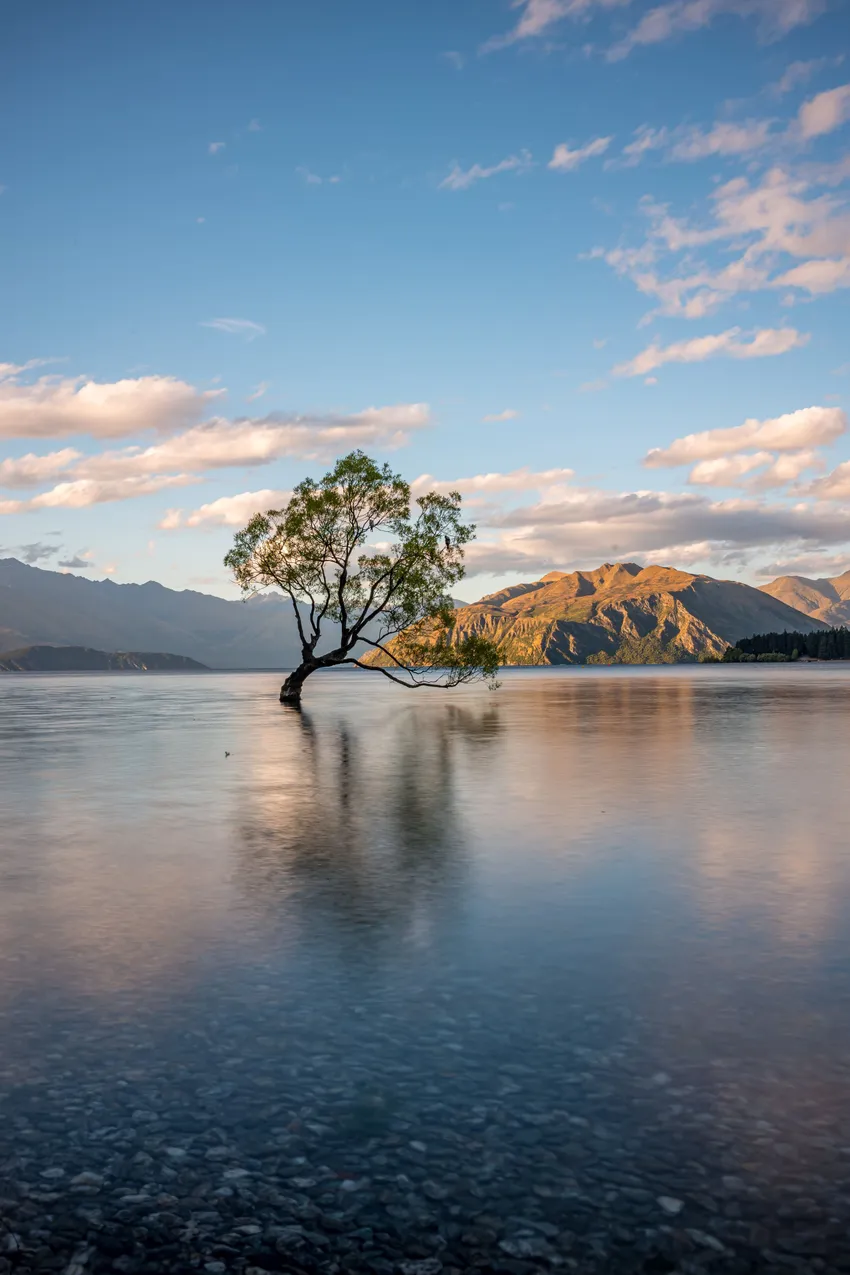 trees and mountains