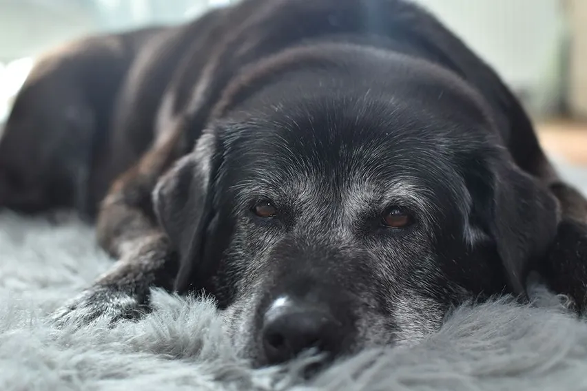old black dog laying on a blanket