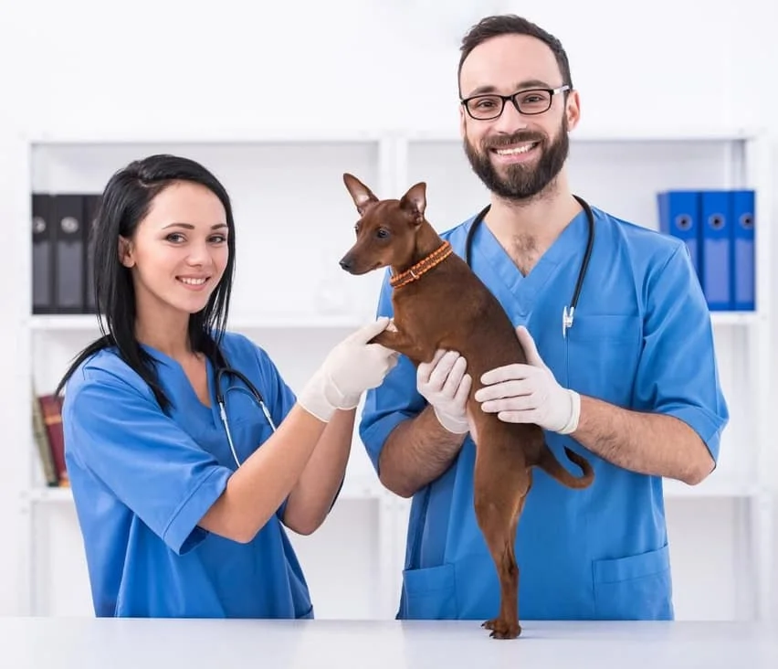 vets holding dog