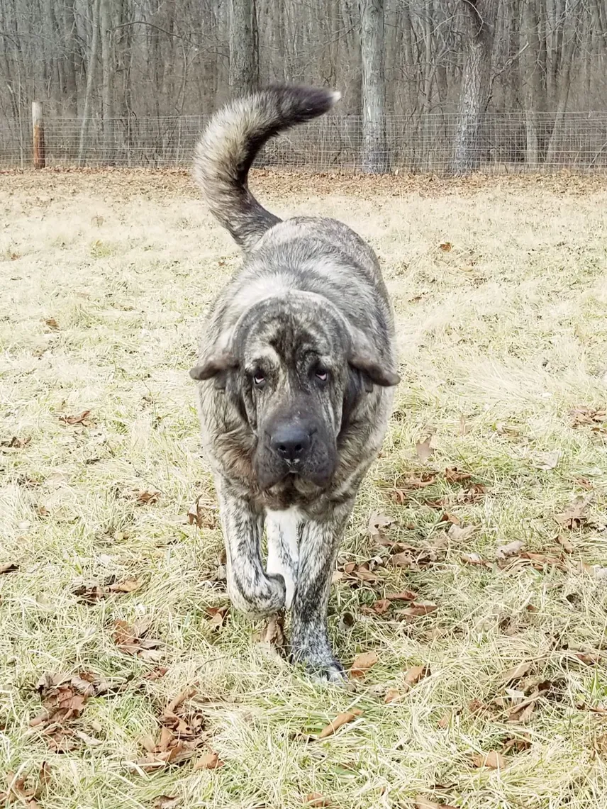 Lambert Walking Forward 