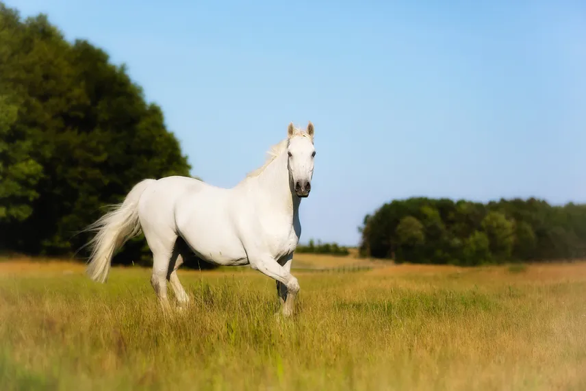 white horse