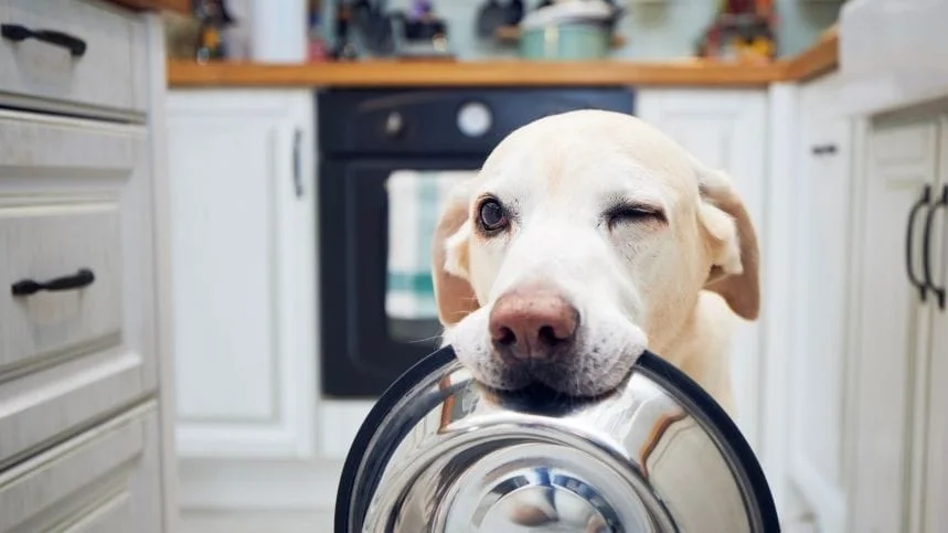 dog winking with food bowl in mouth