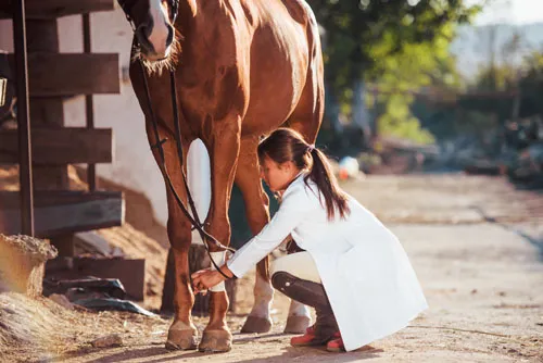 Equine