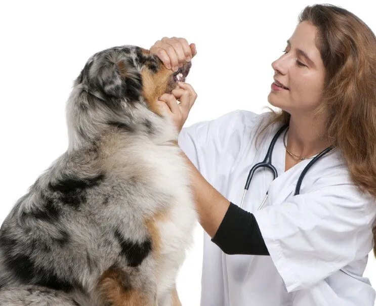 vet and dog