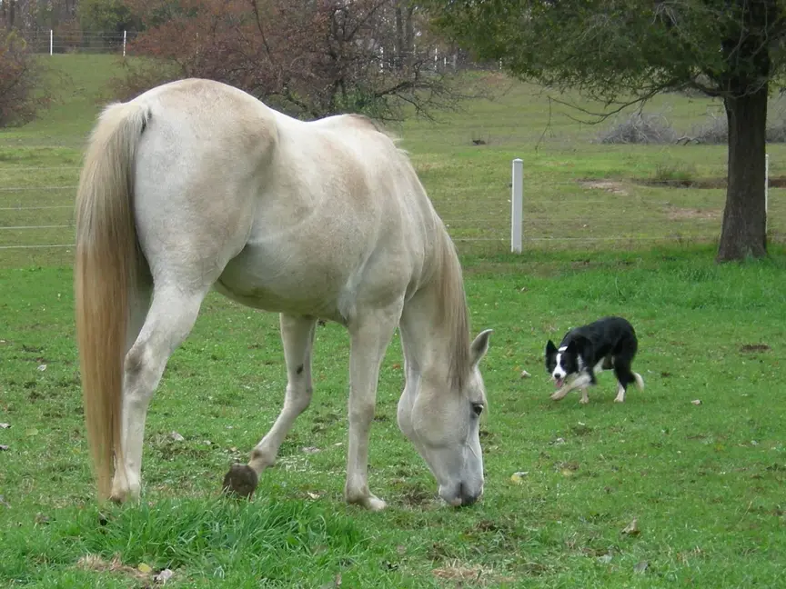 Horse & Dog