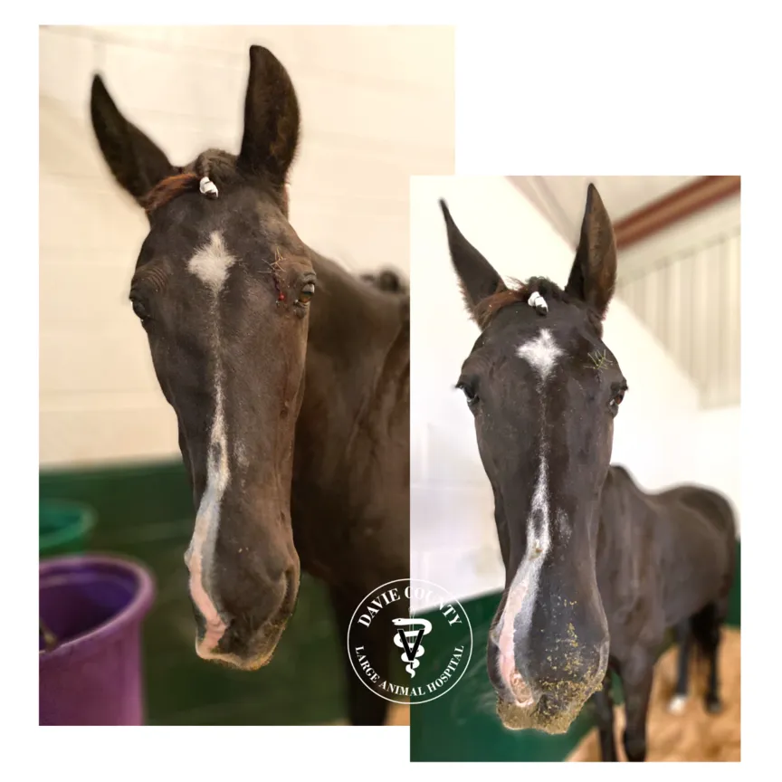 Horse with multifragmented fracture of the mandible and facial nerve paralysis after being hit by a car