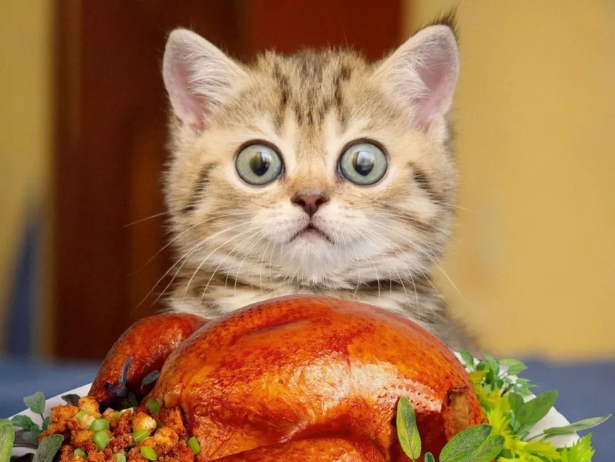 thanksgiving-cat