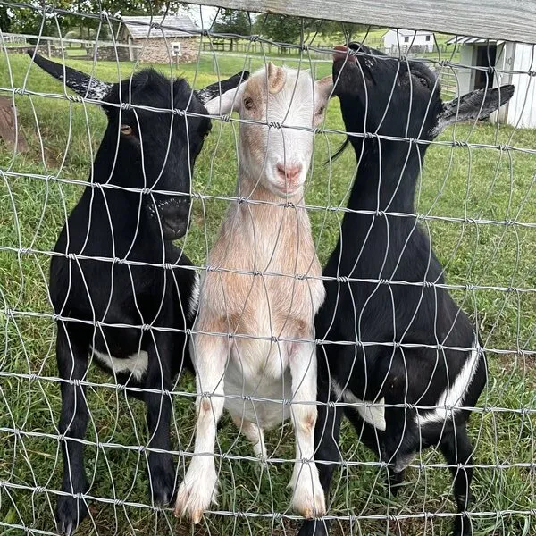 goats